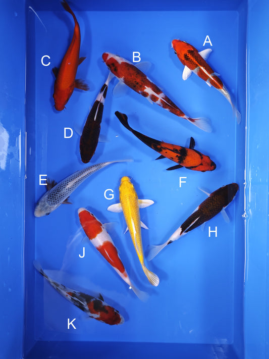 Koi fish for sale — 20-23 cm Ogata Kujaku at ChampKoi