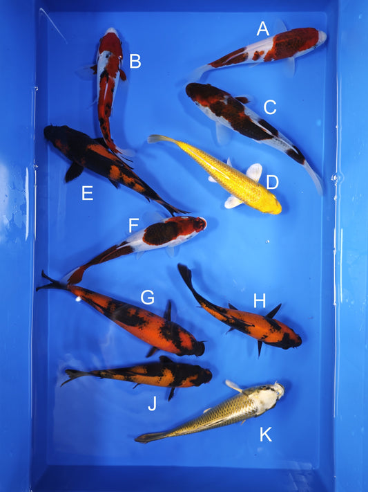 Koi fish for sale — 20-23 cm Ogata Budo Goromo at ChampKoi