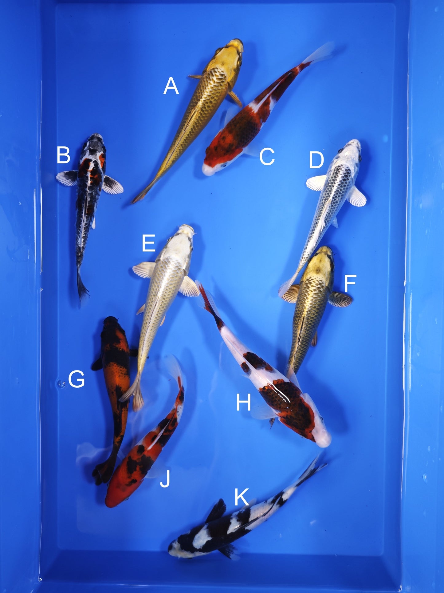 Koi fish for sale — 18-21 cm Ogata Mukashi Ogon at ChampKoi