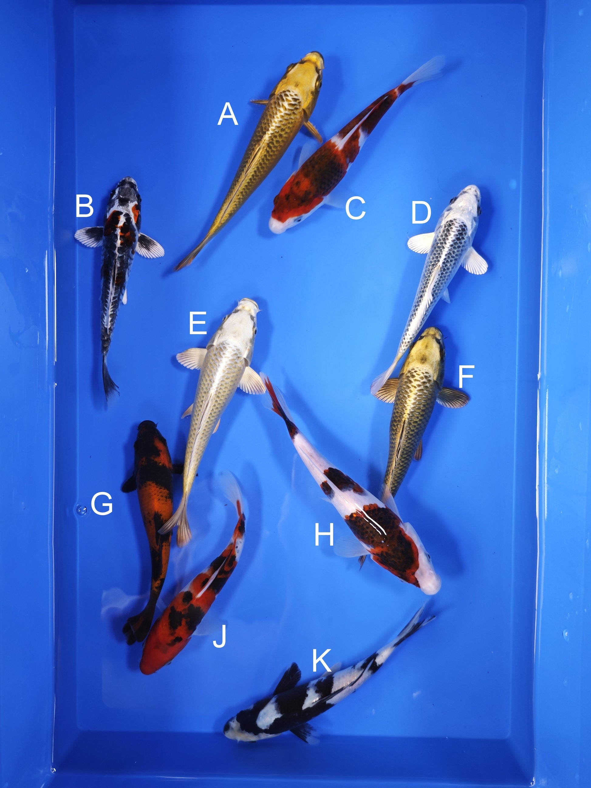 Koi fish for sale — 18-21 cm Ogata Mukashi Ogon at ChampKoi