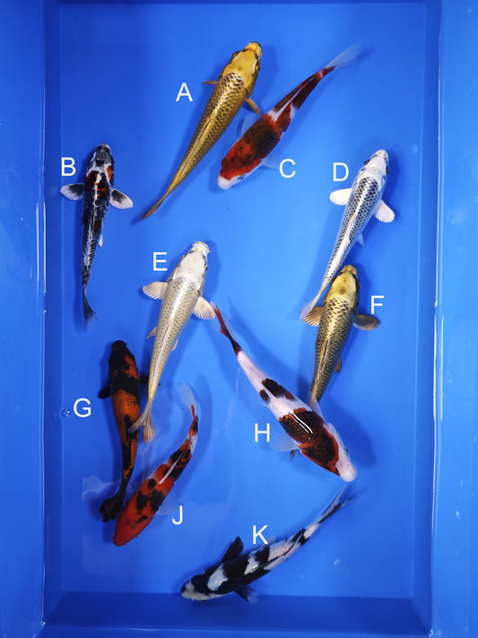 Koi fish for sale — 18-21 cm Ogata Mukashi Ogon at ChampKoi