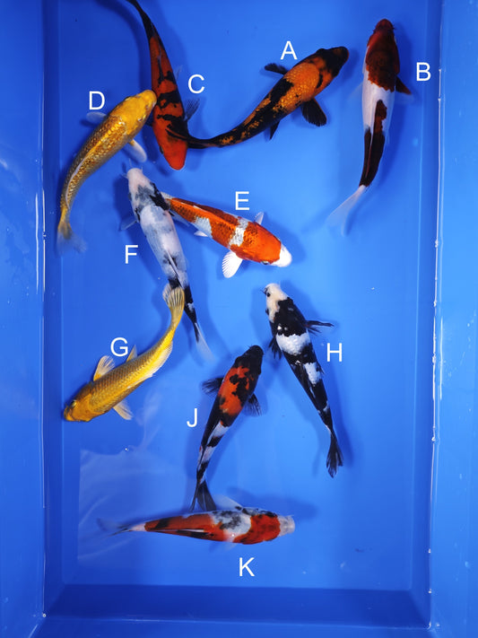 Koi fish for sale — 18-21 cm Ogata Ginrin Hi Utsuri at ChampKoi