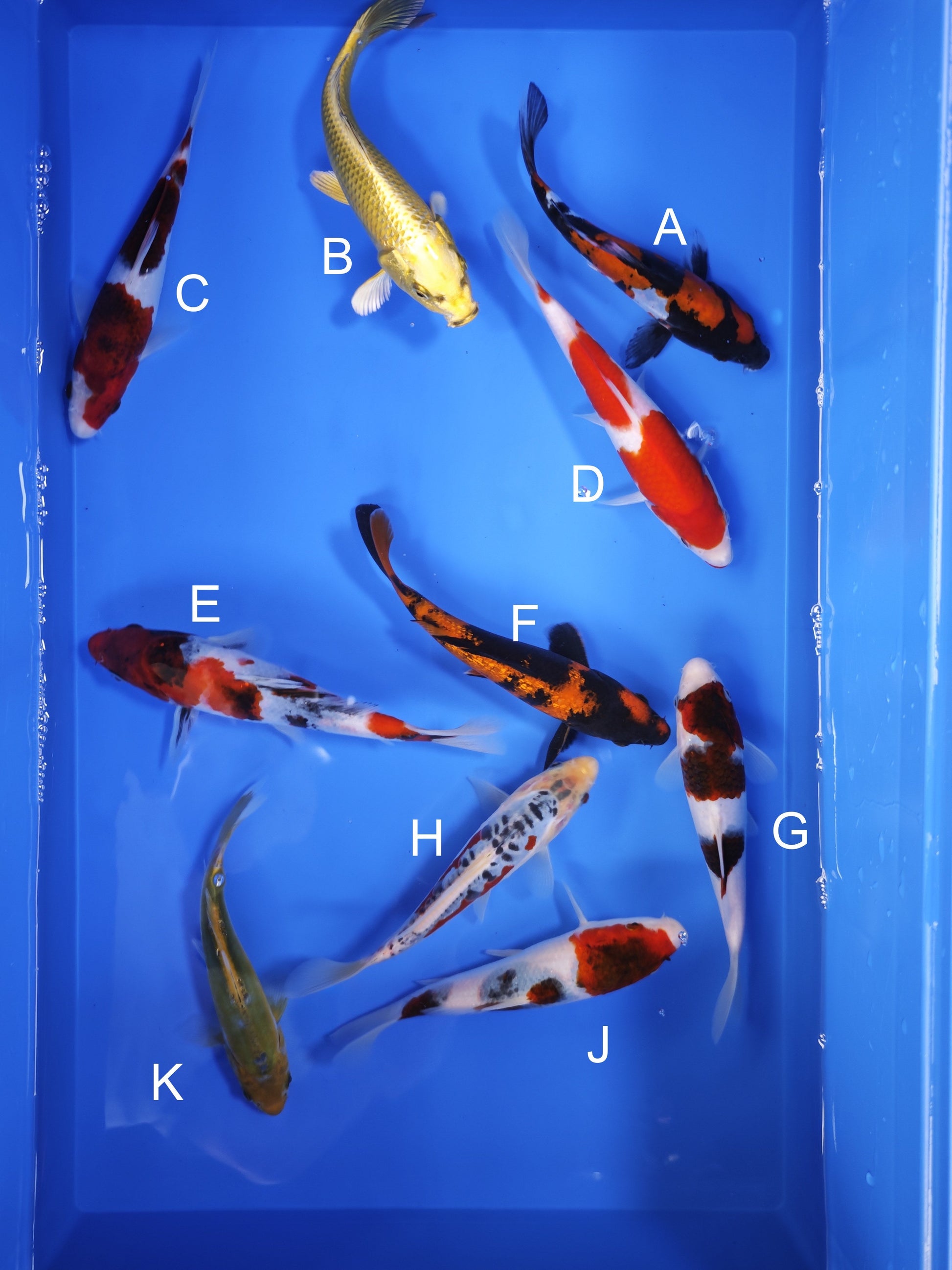 Koi fish for sale — 18-21 cm Ogata Doitsu Showa at ChampKoi