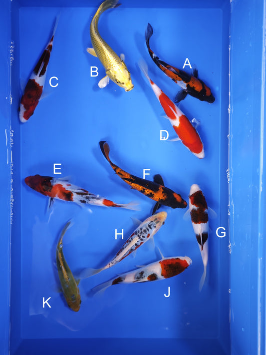 Koi fish for sale — 18-21 cm Ogata Doitsu Showa at ChampKoi