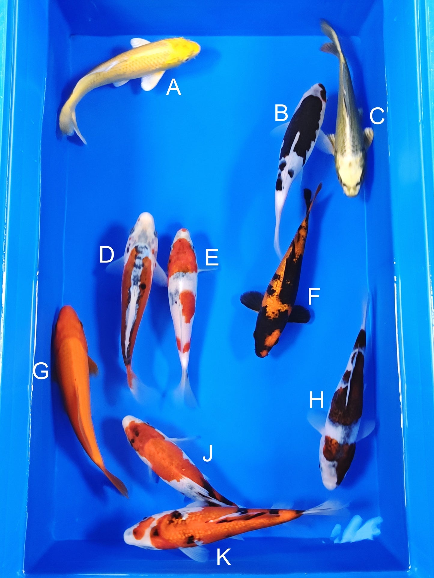 Ogata Yamabuki Ogon koi for sale — 20-22 cm at ChampKoi