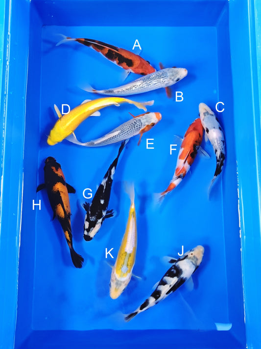 Ogata Sanke koi for sale — 20-22 cm at ChampKoi