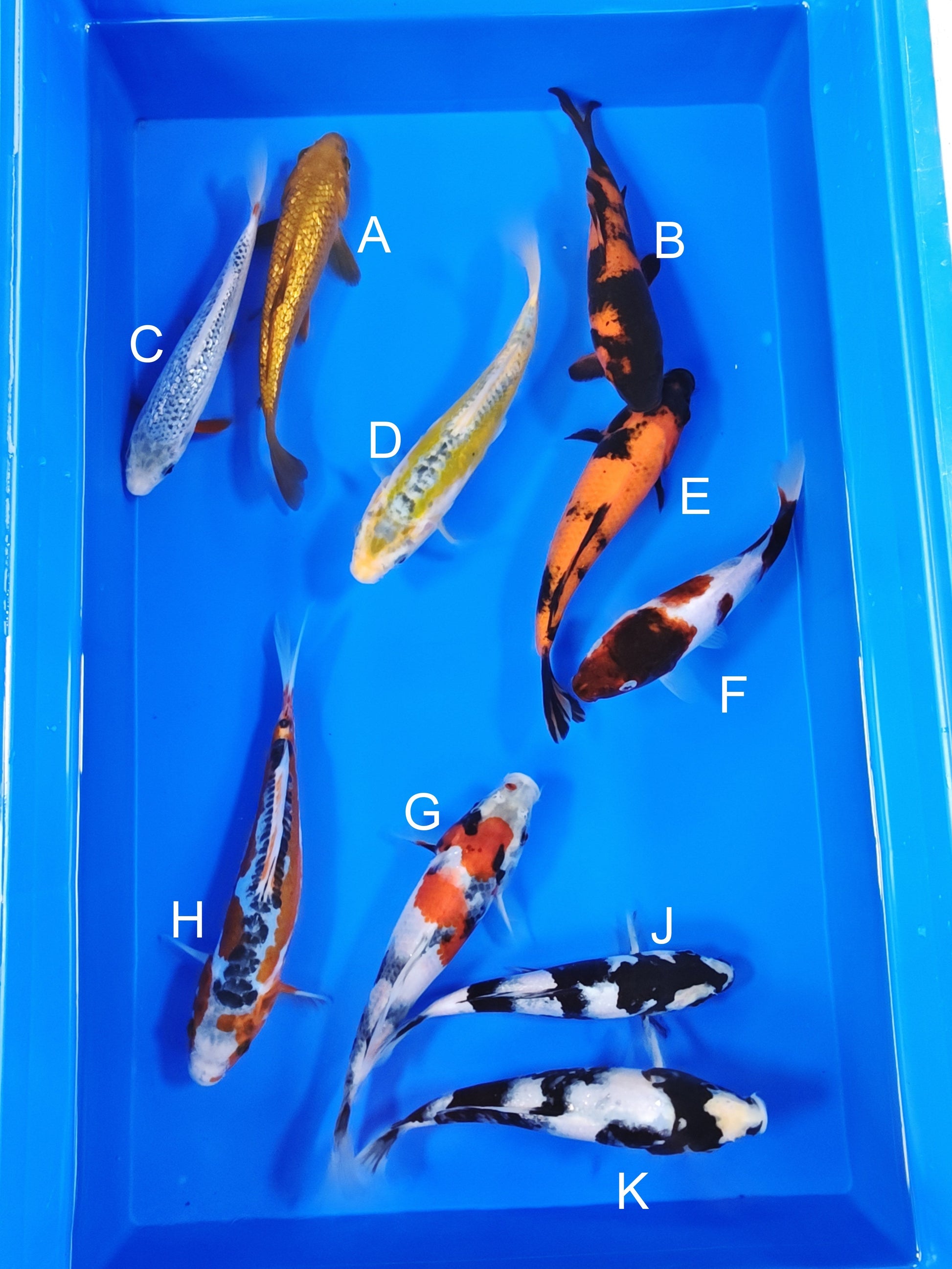 Ogata Ginrin Chagoi koi for sale — 20-22 cm at ChampKoi