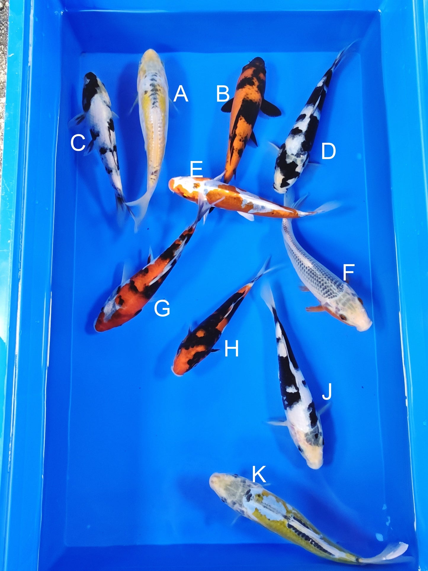 Ogata Aya Wakaba koi for sale — 18-22 cm at ChampKoi