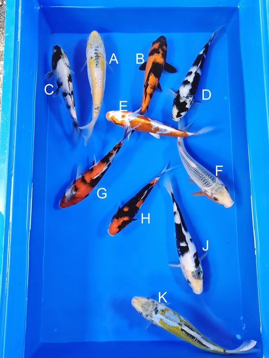 Ogata Aya Wakaba koi for sale — 18-22 cm at ChampKoi