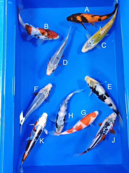 Ogata Hi Utsuri koi for sale — 20-22 cm at ChampKoi