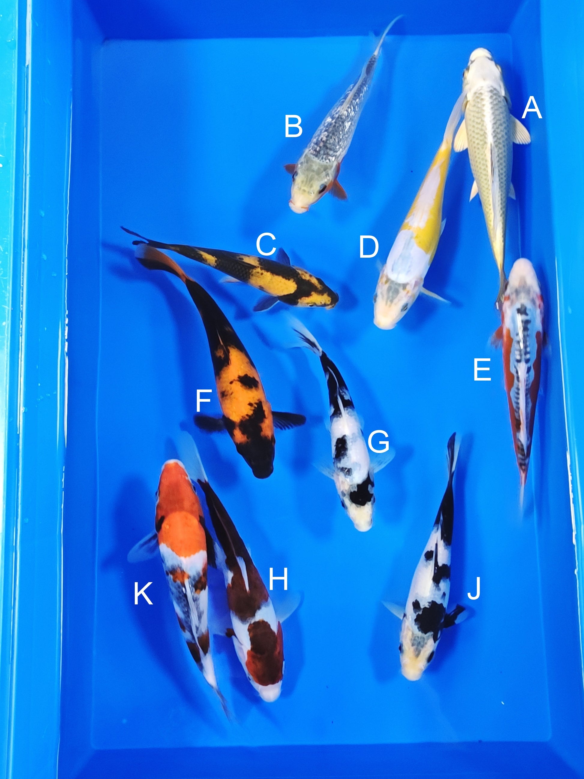 Ogata Mukashi Ogon koi for sale — 18-22 cm at ChampKoi