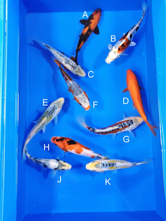 Ogata Hi Utsuri koi for sale — 18-22 cm at ChampKoi
