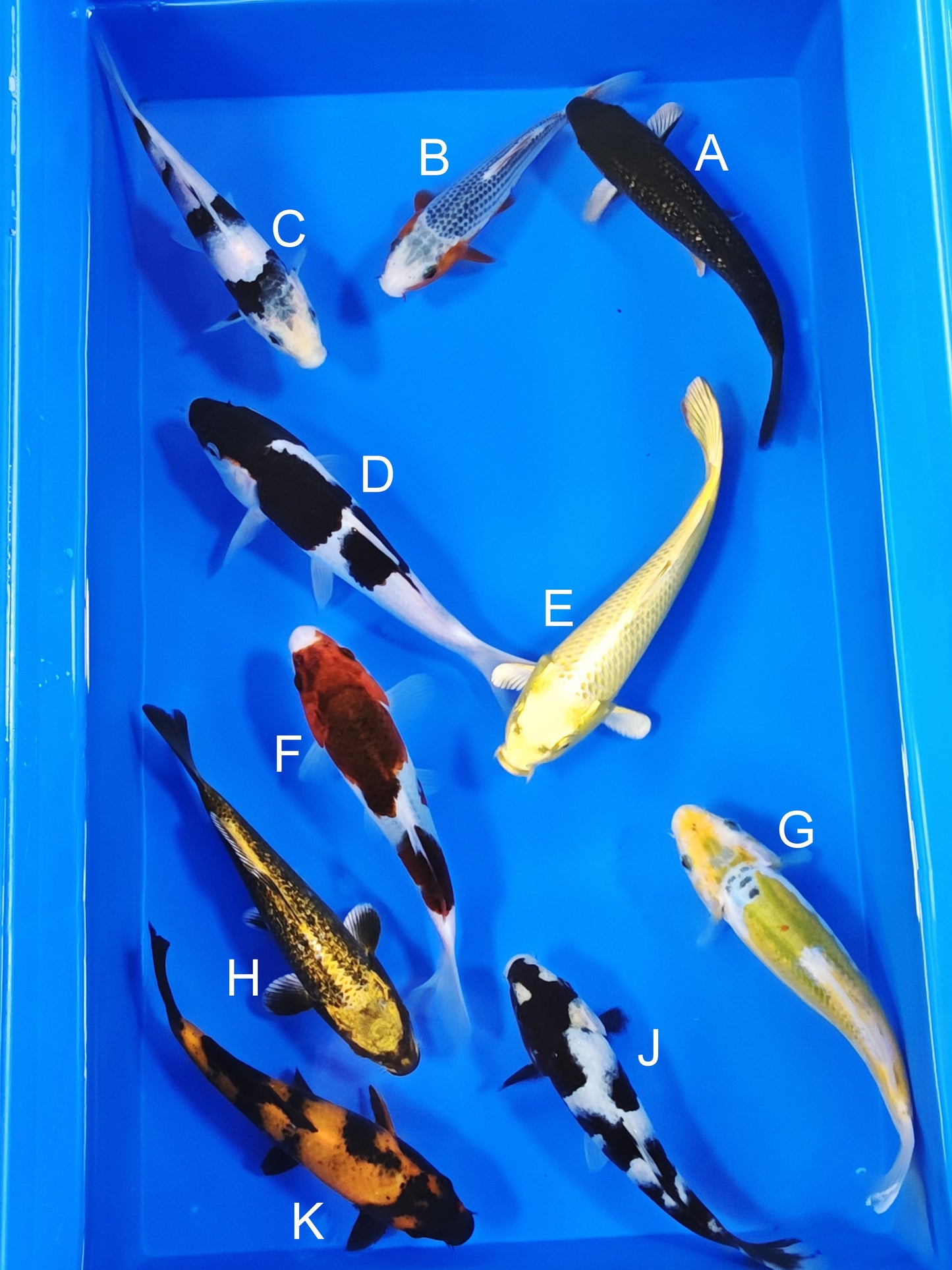 Ogata Ginrin Karasugoi koi for sale — 18-22 cm at ChampKoi