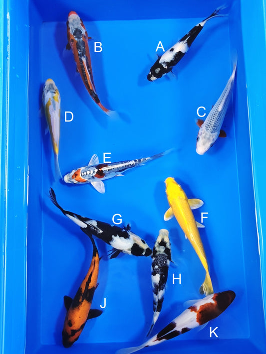 Ogata Shiro Utsuri koi for sale — 18-22 cm at ChampKoi