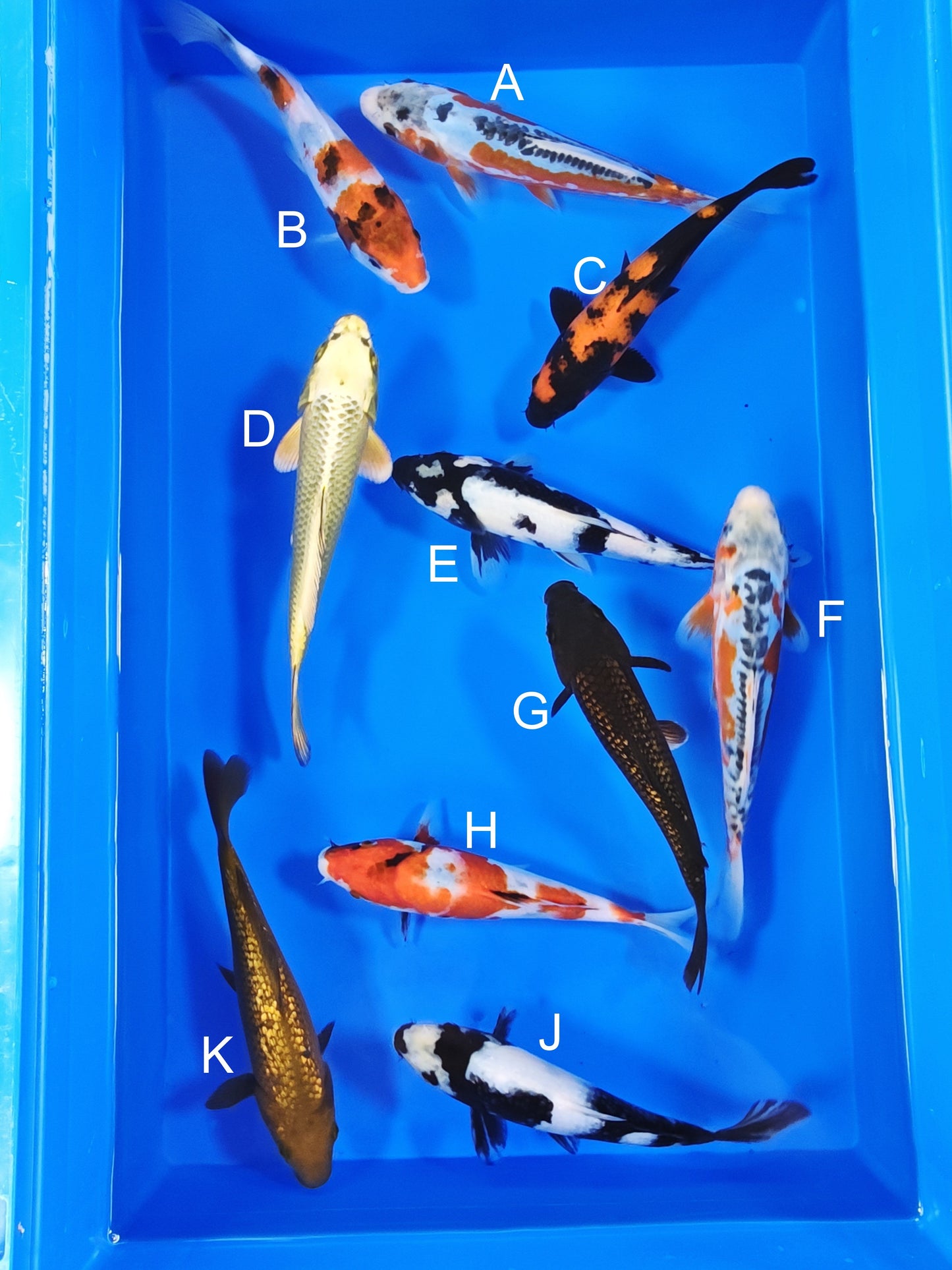 Ogata Shusui koi for sale — 18-22 cm at ChampKoi