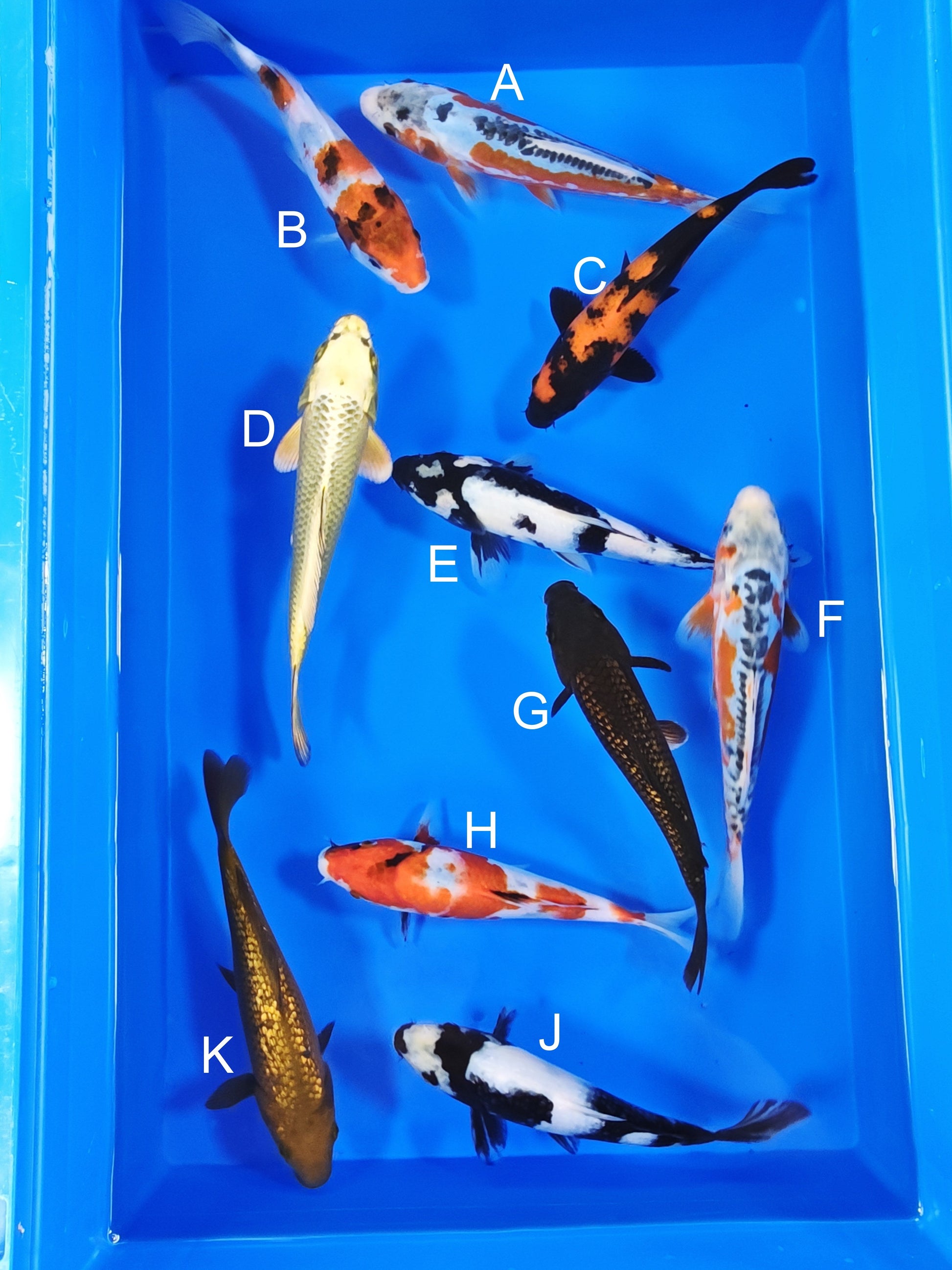 Ogata Shusui koi for sale — 18-22 cm at ChampKoi