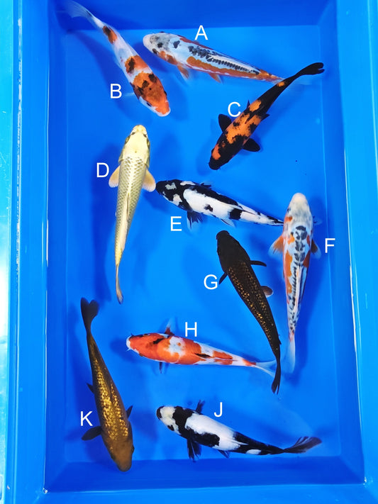 Ogata Shusui koi for sale — 18-22 cm at ChampKoi