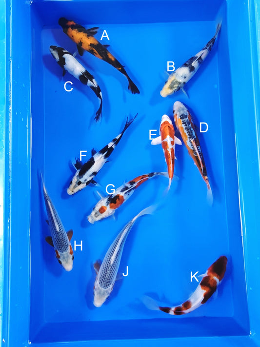 Ogata Hi Utsuri koi for sale — 18-22 cm at ChampKoi