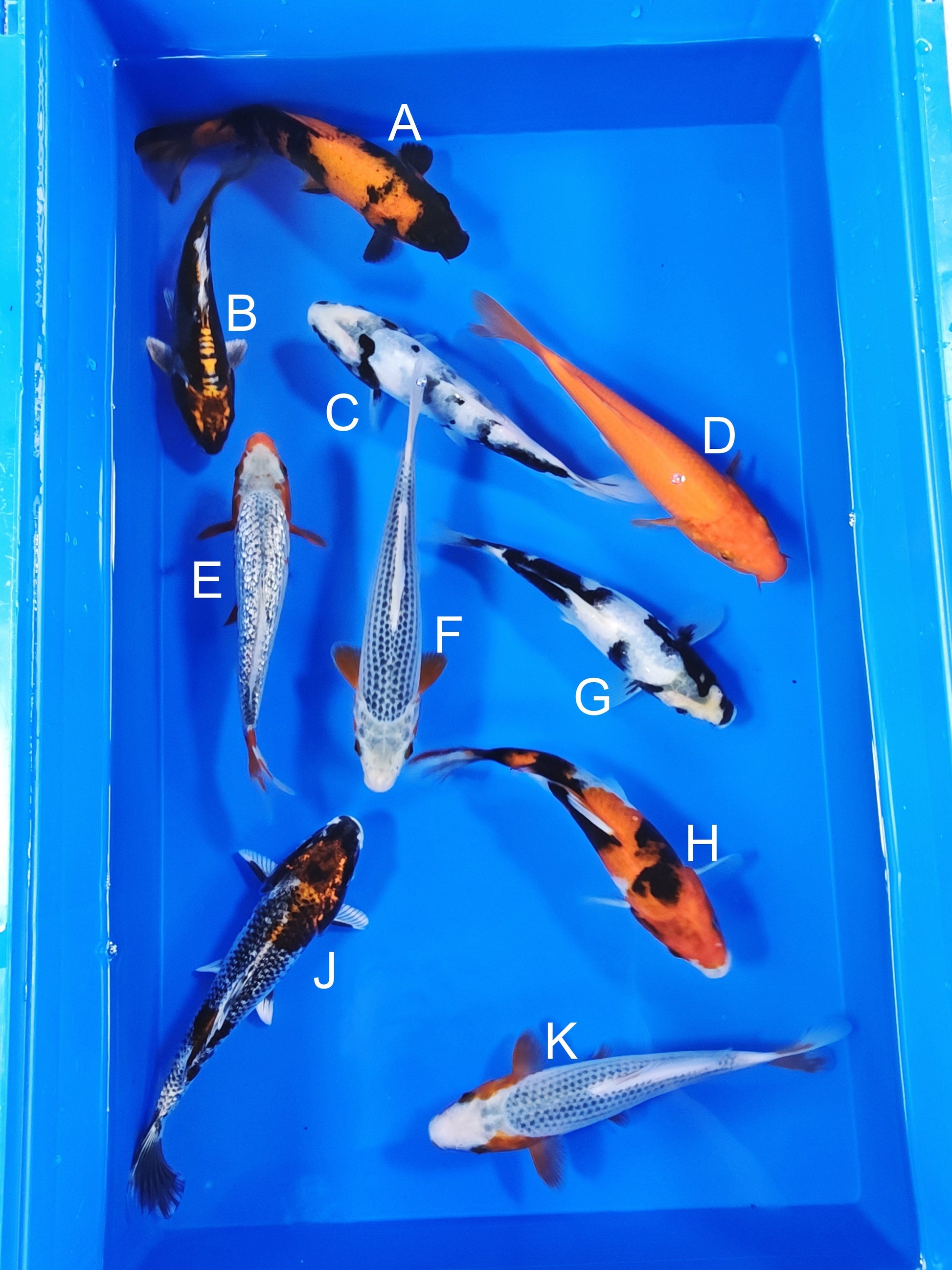 Ogata Hi Utsuri koi for sale — 18-22 cm at ChampKoi