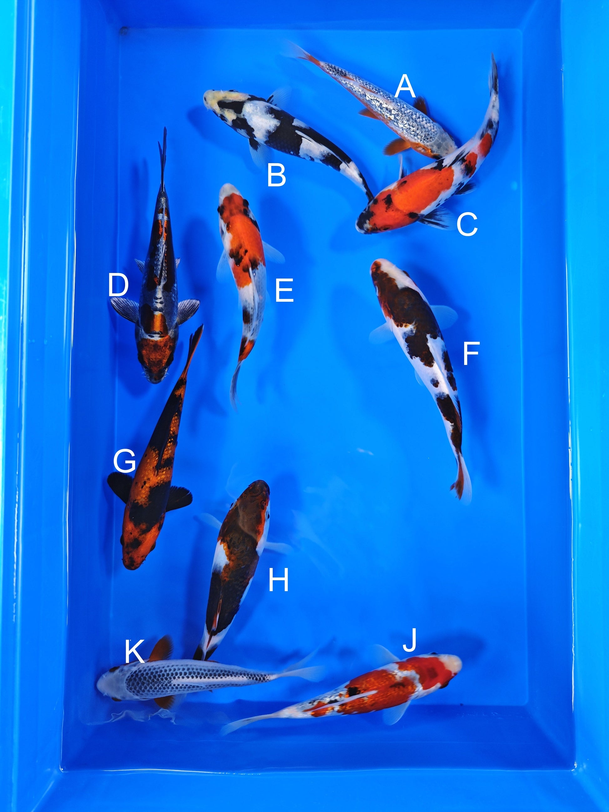 Ogata Ginrin Asagi koi for sale — 20-22 cm at ChampKoi