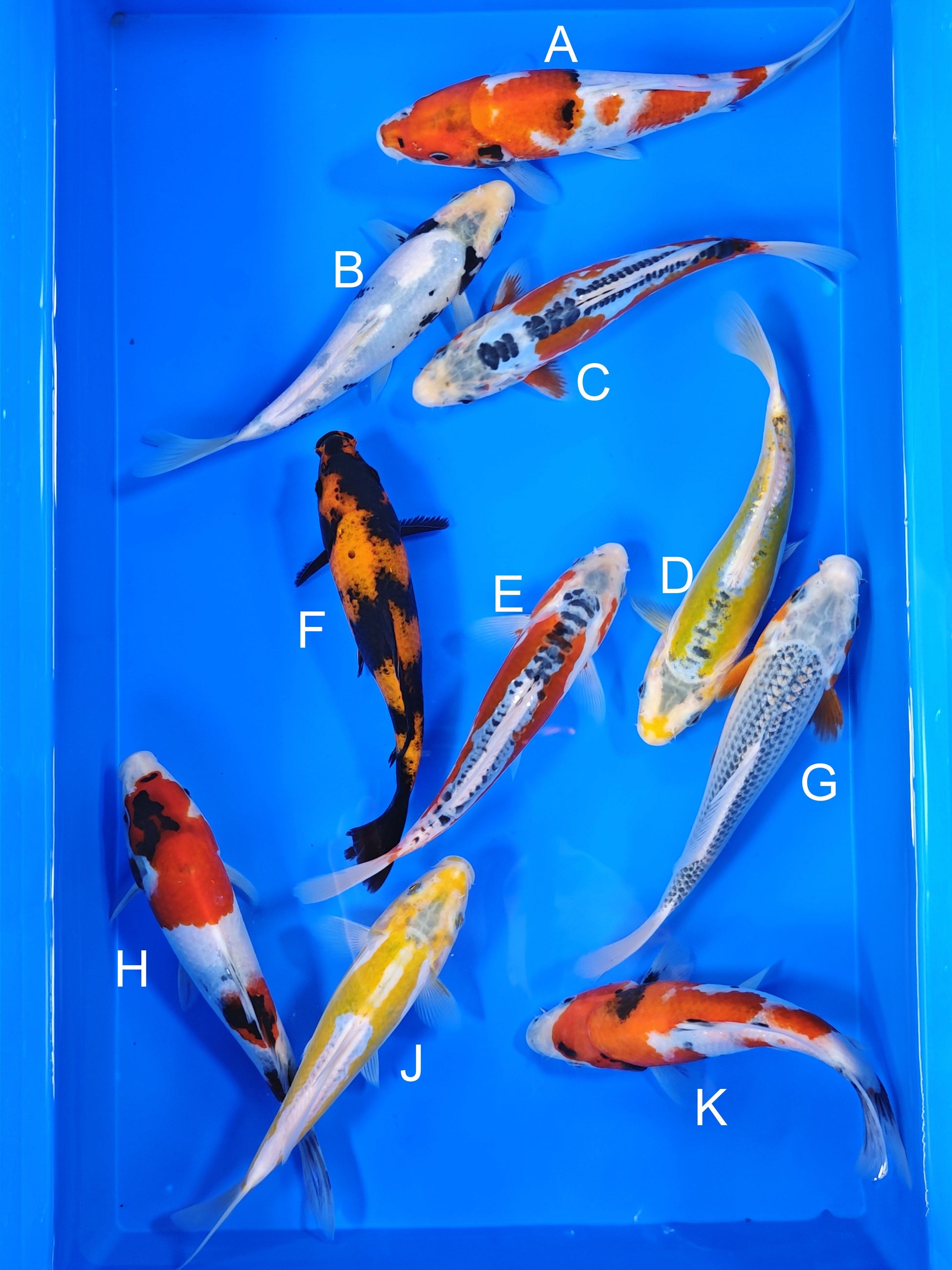 Ogata Showa koi for sale — 20-22 cm at ChampKoi