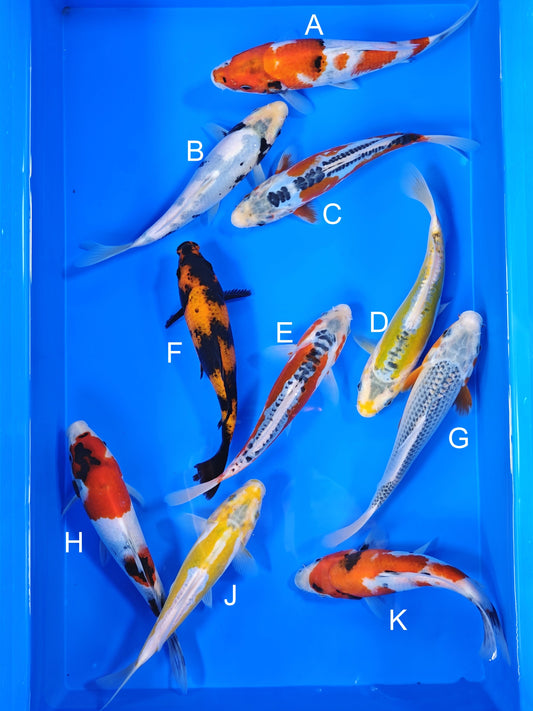 Ogata Showa koi for sale — 20-22 cm at ChampKoi