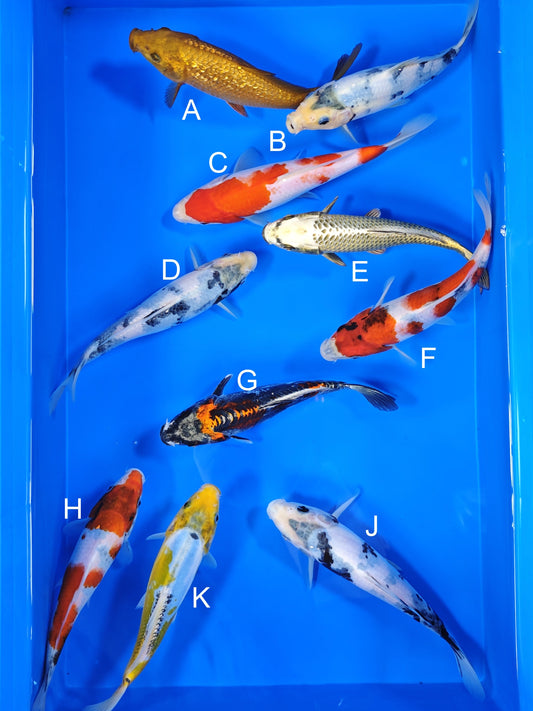 Ogata Ginrin Chagoi koi for sale — 20-22 cm at ChampKoi