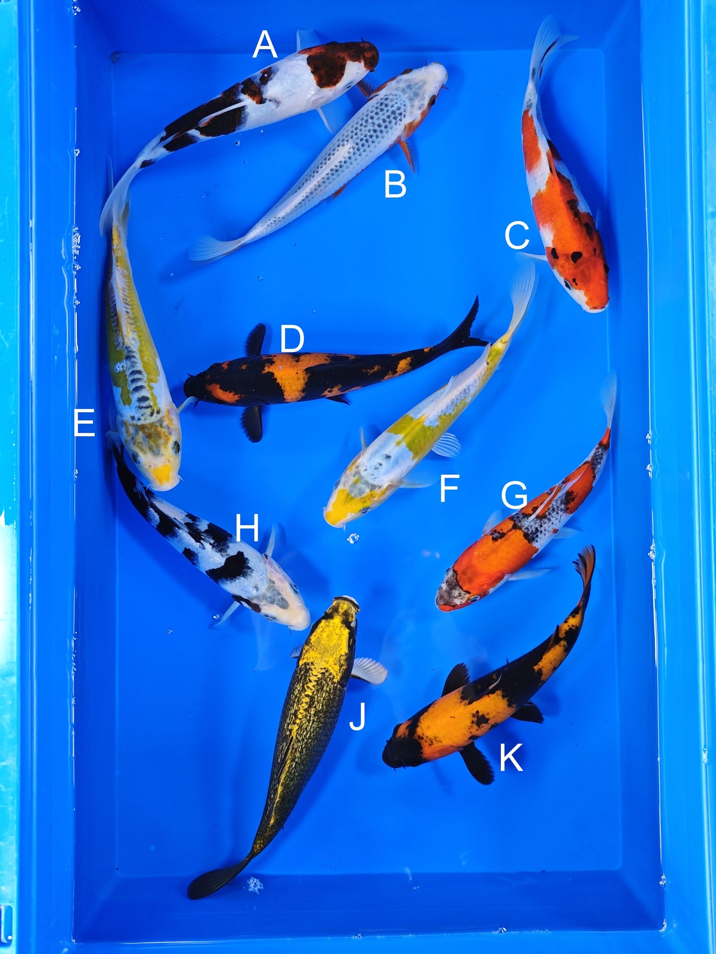 Ogata Budo Goromo koi for sale — 20-22 cm at ChampKoi