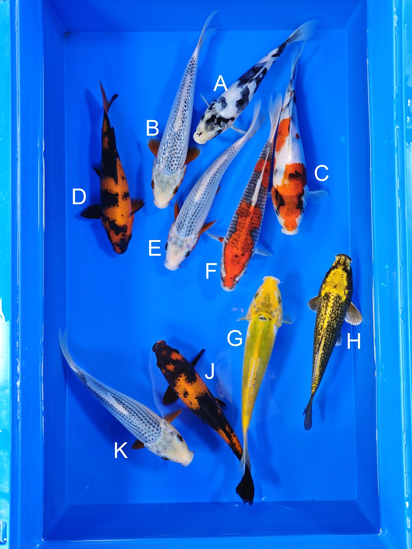 Ogata Shiro Utsuri koi for sale — 20-22 cm at ChampKoi