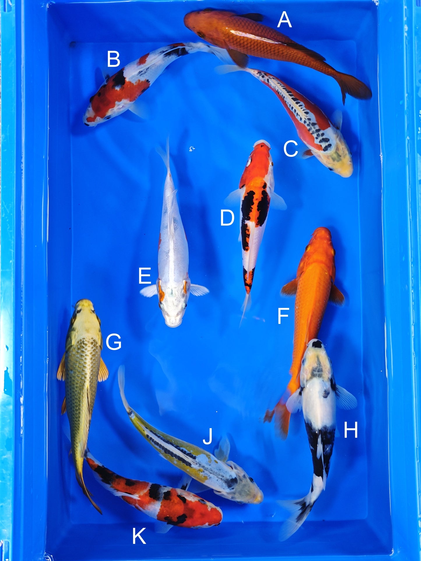 Ogata Chagoi koi for sale — 20-22 cm at ChampKoi