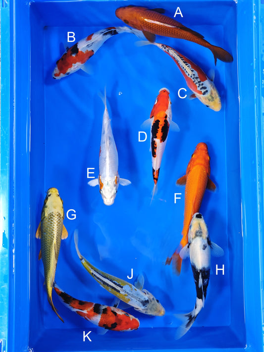 Ogata Chagoi koi for sale — 20-22 cm at ChampKoi