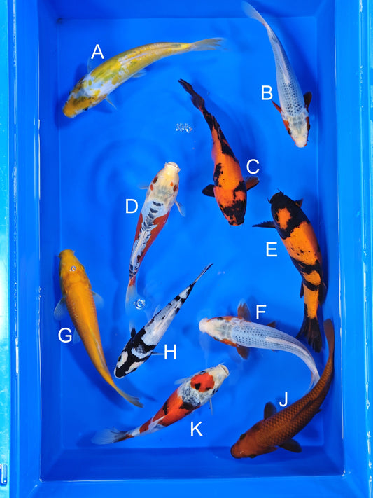 Ogata Aya Wakaba koi for sale — 20-22 cm at ChampKoi