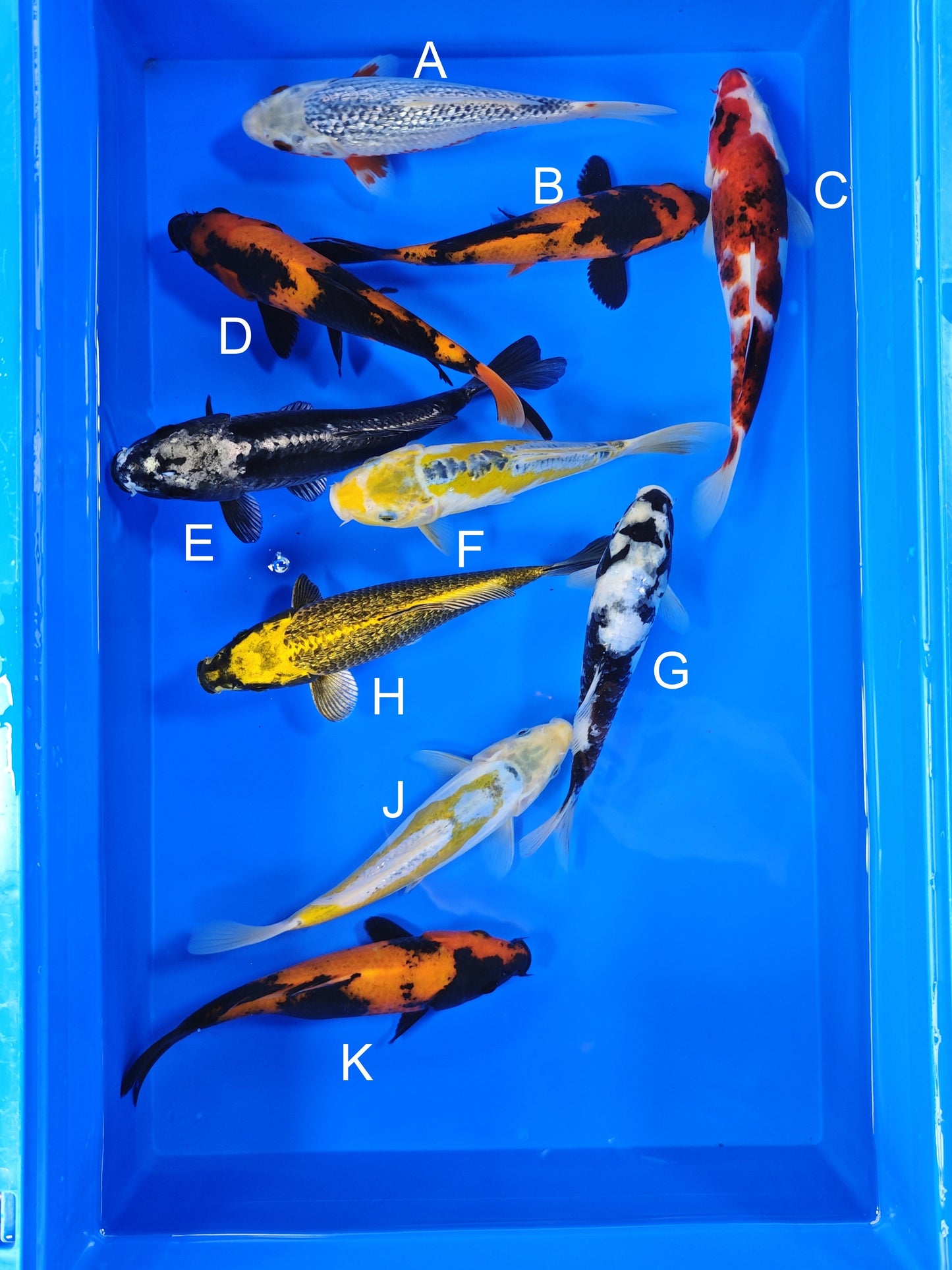 Ogata Showa koi for sale — 20-22 cm at ChampKoi