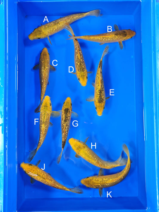 Taniguchi Ginrin Golden Corn koi for sale — 18-21 cm at ChampKoi