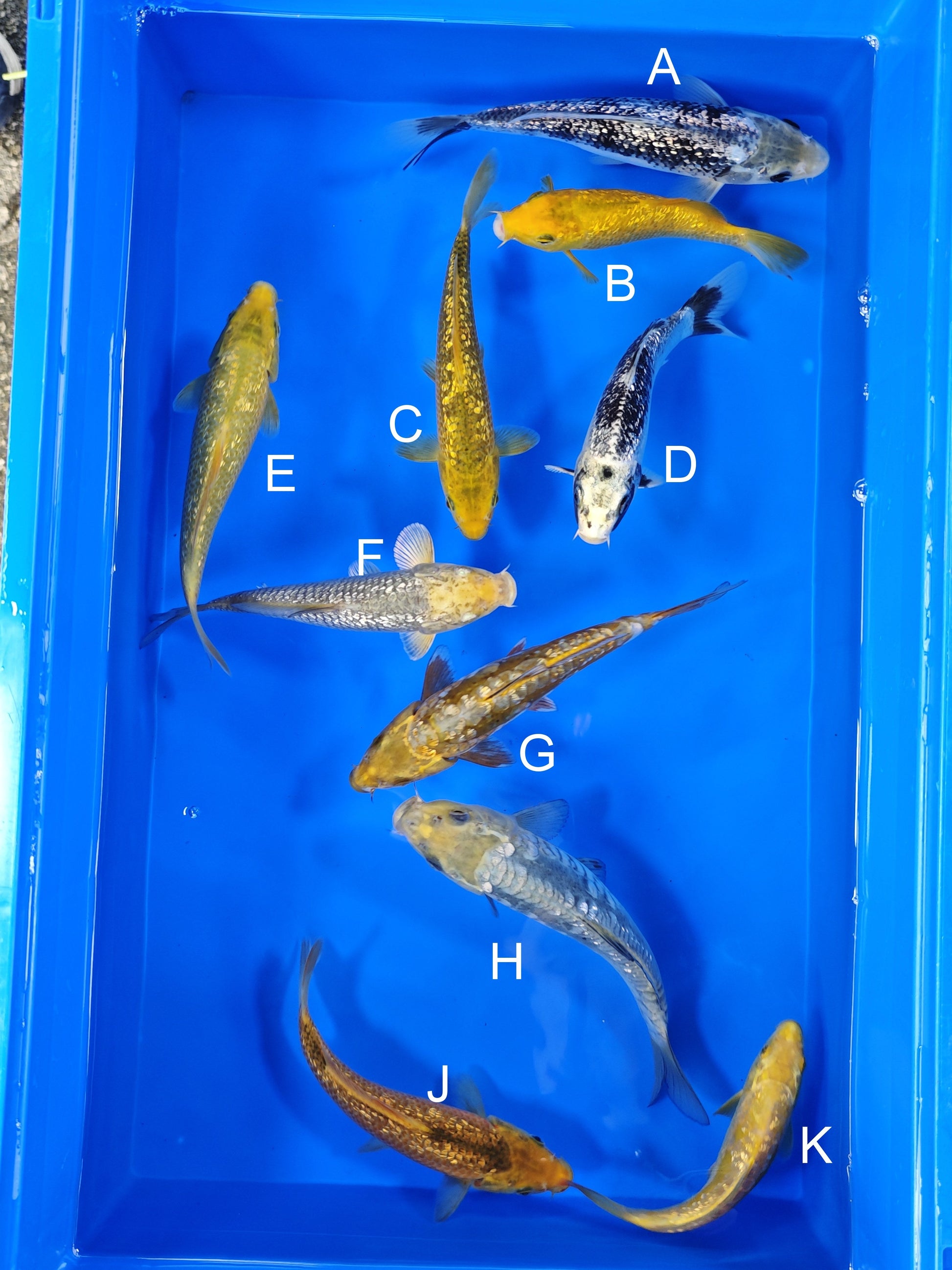 Taniguchi Ginrin Matsukawabake koi for sale — 18-21 cm at ChampKoi