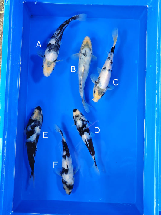 Omosako Shiro Utsuri koi for sale — 18-21 cm at ChampKoi