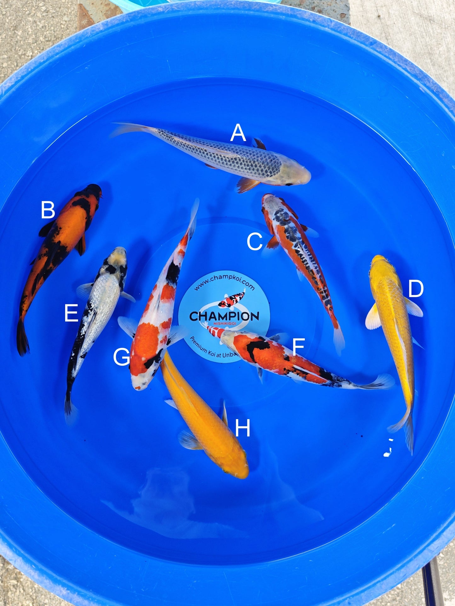 Ogata Asagi koi for sale — 22-25 cm at ChampKoi