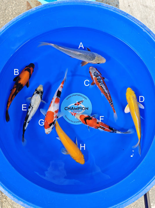 Ogata Asagi koi for sale — 22-25 cm at ChampKoi