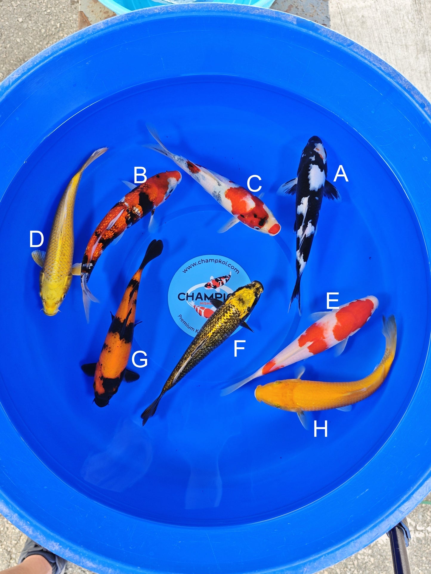 Ogata Shiro Utsuri koi for sale — 22-25 cm at ChampKoi