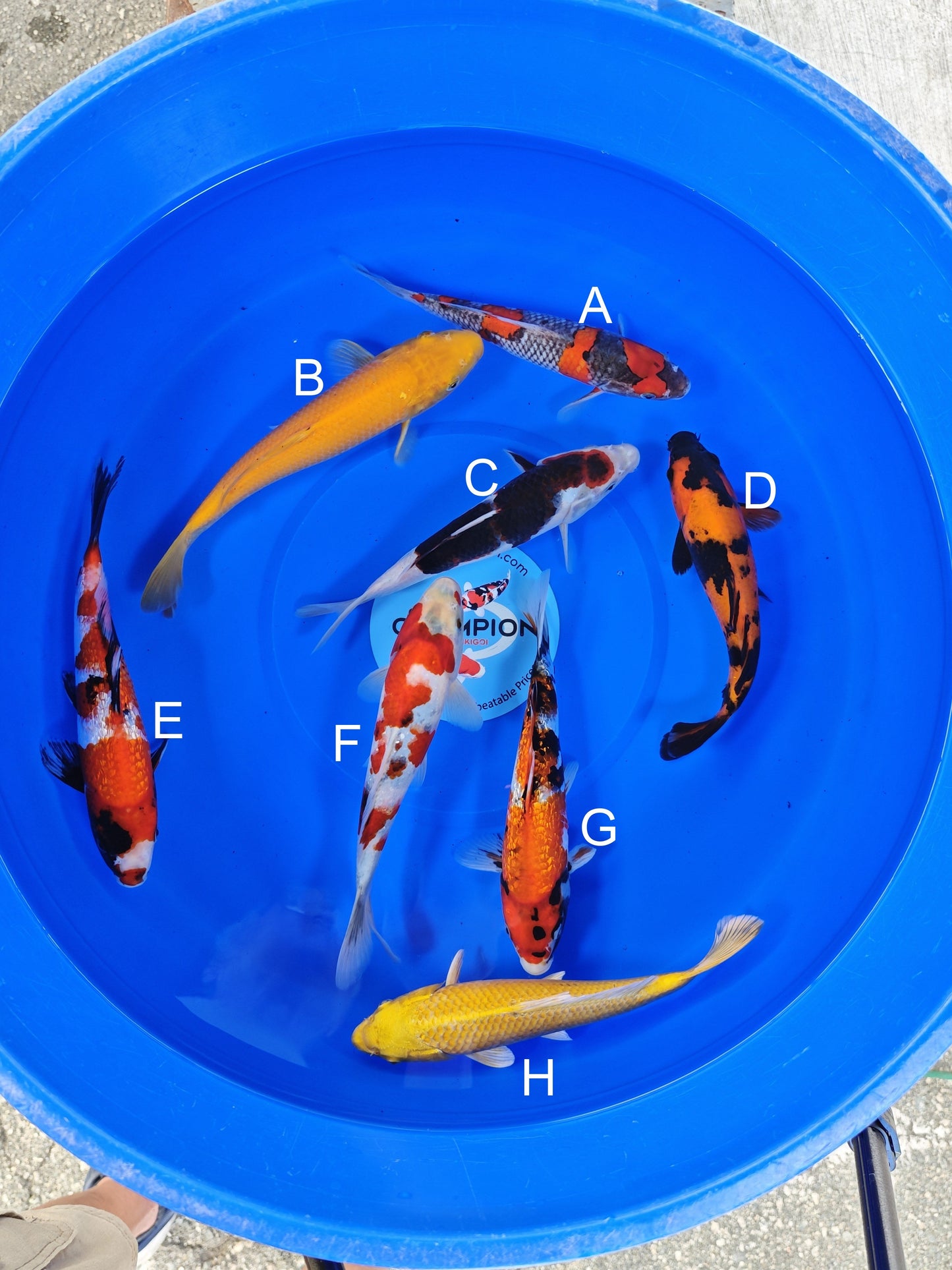 Ogata Goshiki koi for sale — 22-25 cm at ChampKoi