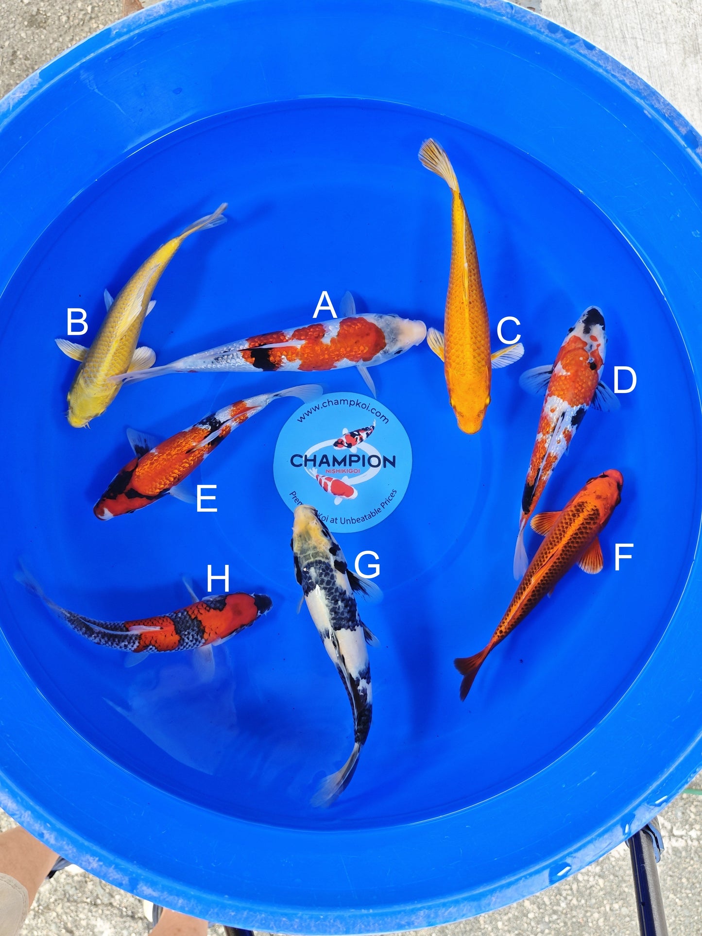 Ogata Ginrin Showa koi for sale — 22-25 cm at ChampKoi