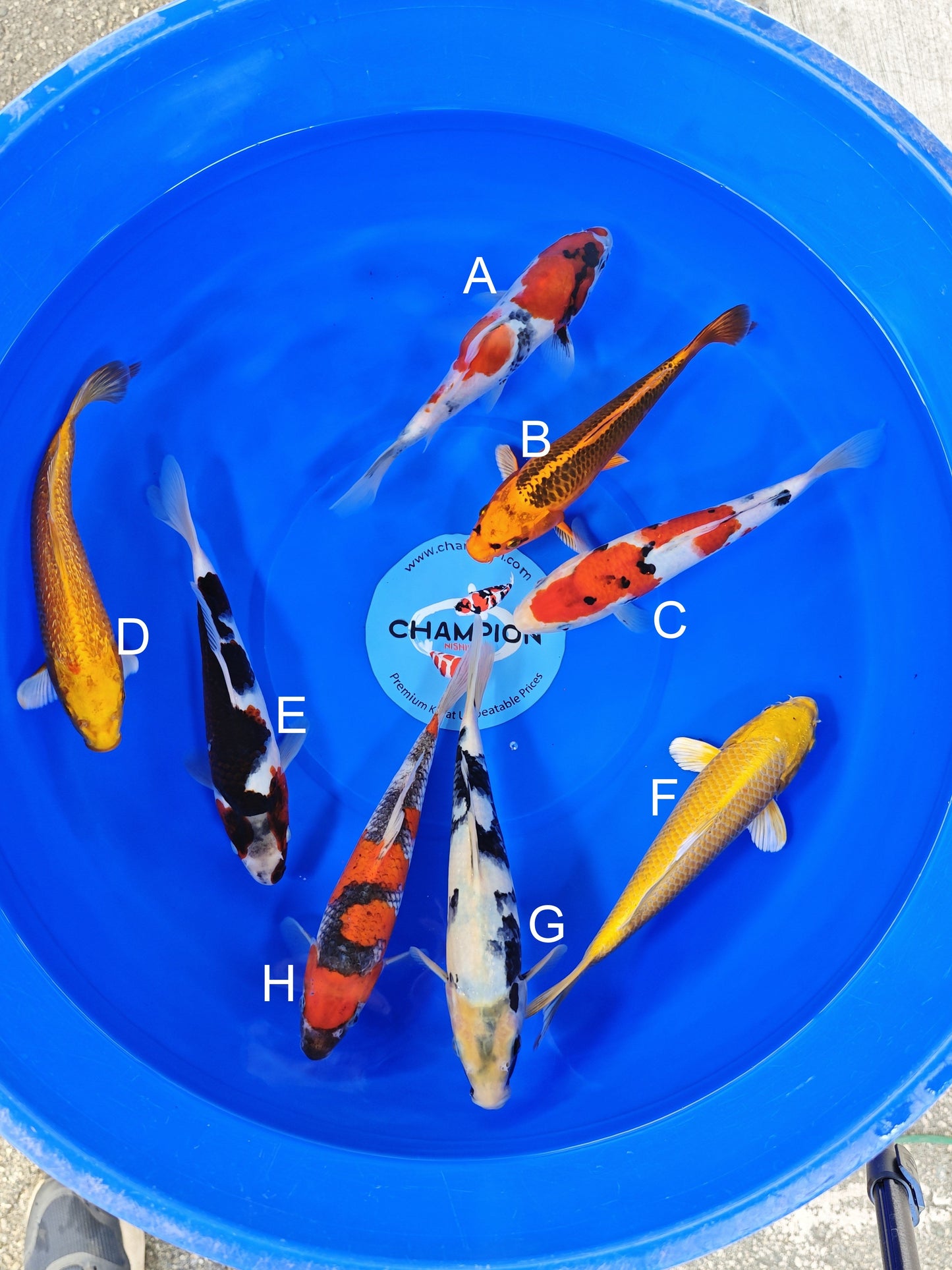 Ogata Showa koi for sale — 22-25 cm at ChampKoi