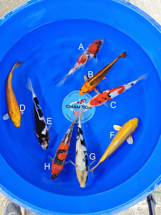 Ogata Showa koi for sale — 22-25 cm at ChampKoi