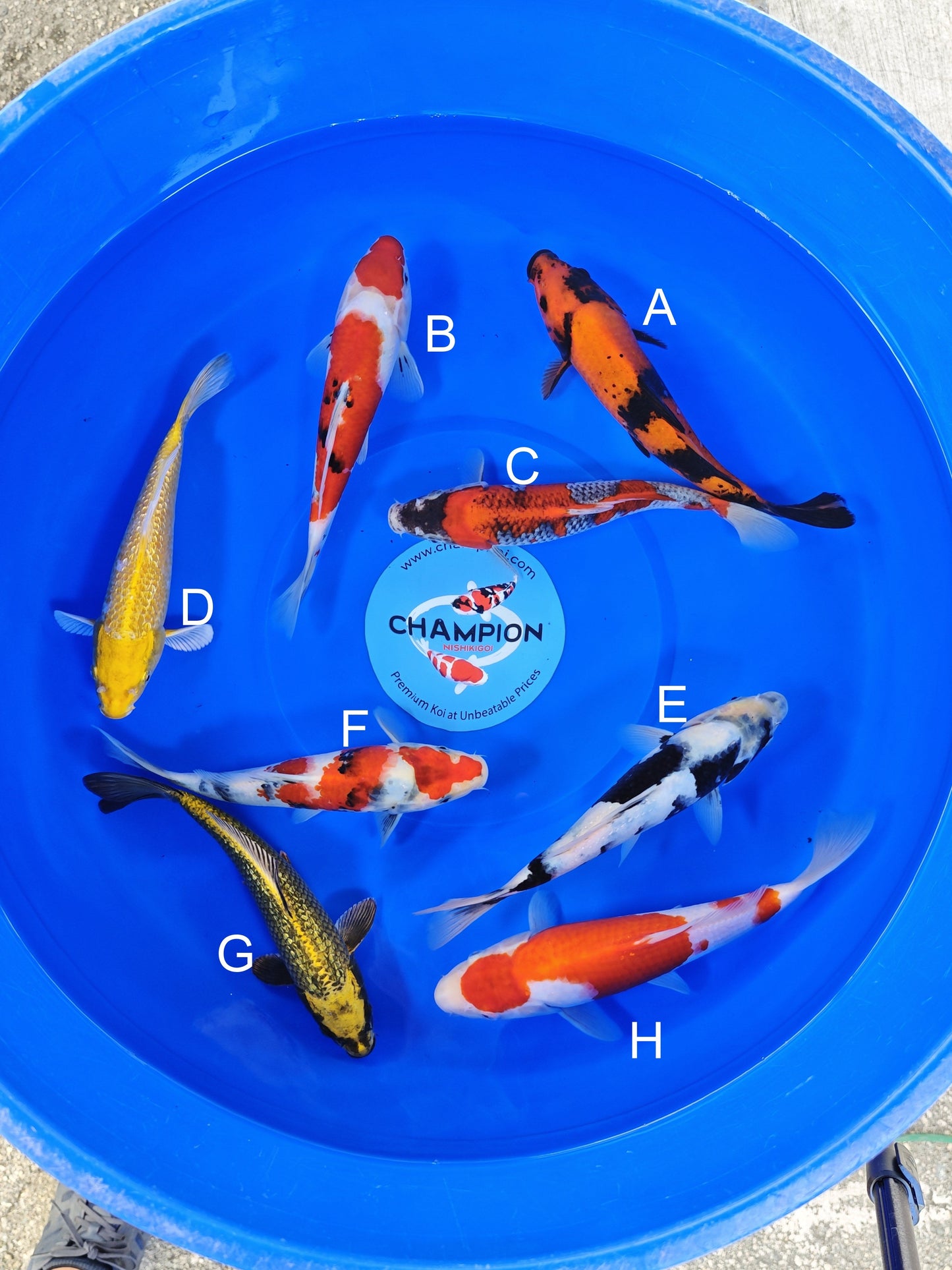 Ogata Hi Utsuri koi for sale — 22-25 cm at ChampKoi