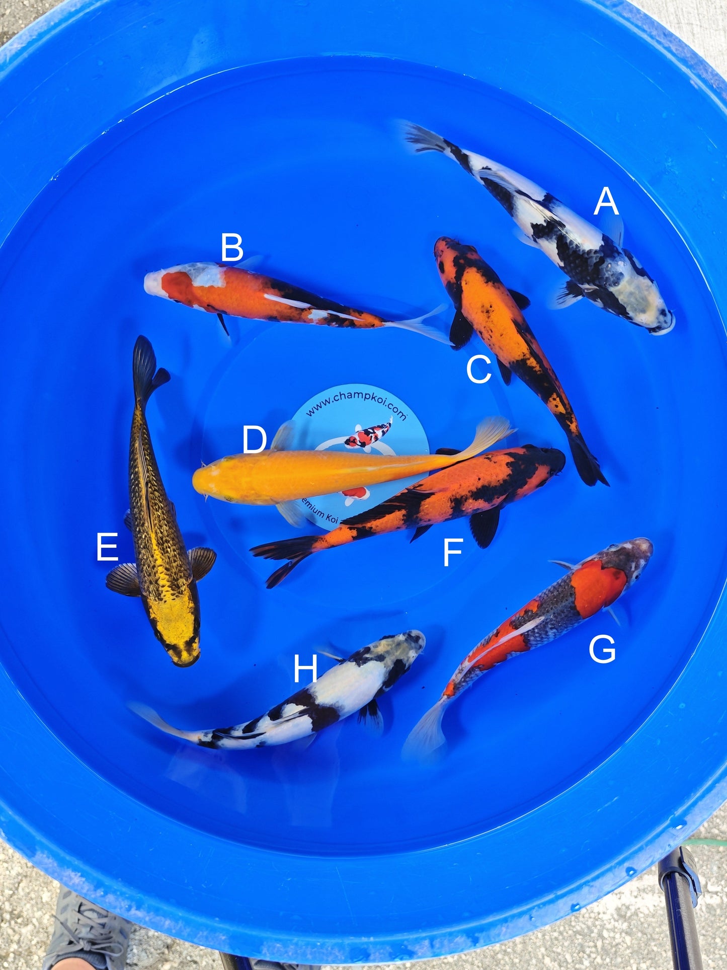 Ogata Shiro Utsuri koi for sale — 22-25 cm at ChampKoi