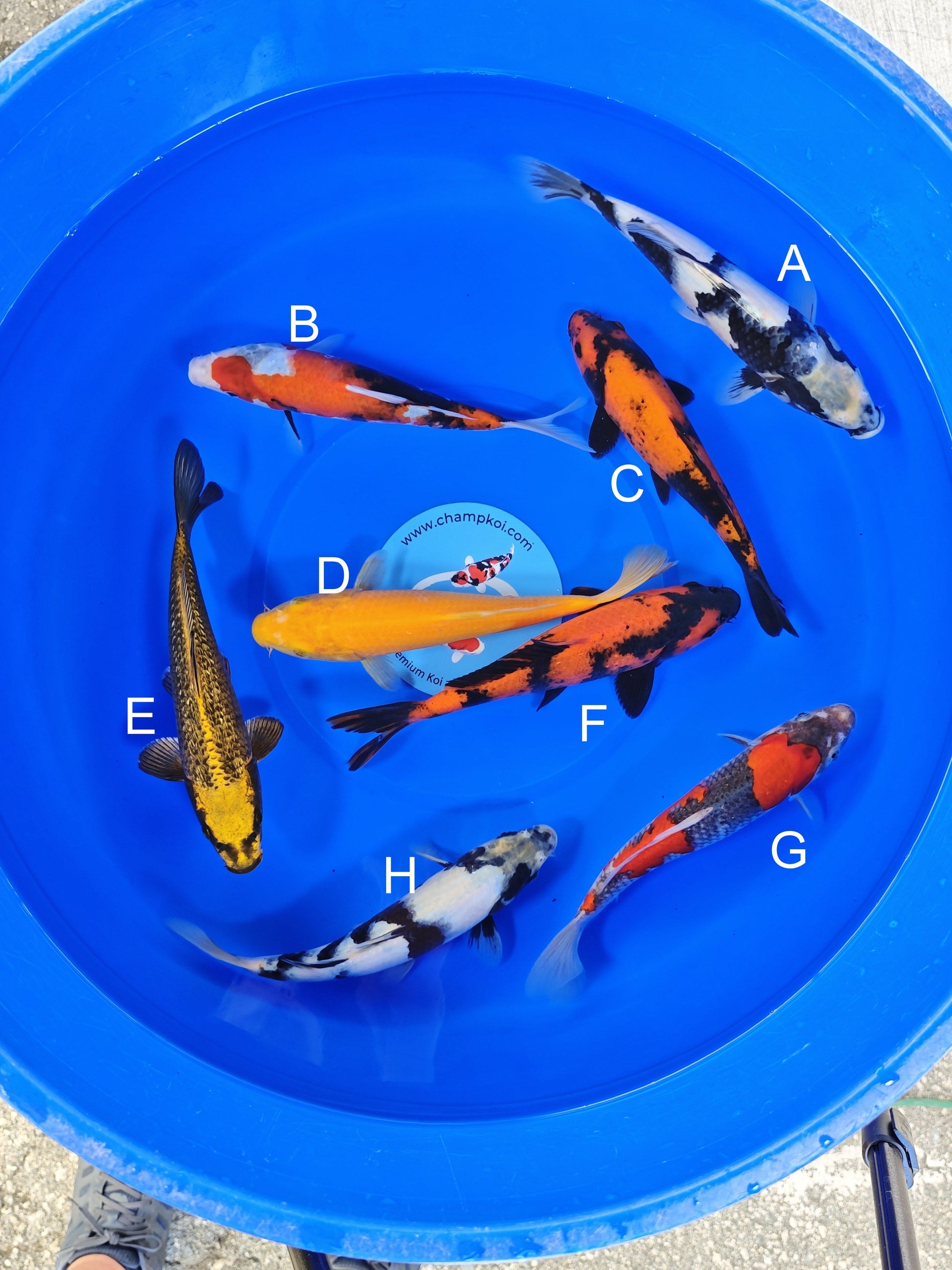 Ogata Shiro Utsuri koi for sale — 22-25 cm at ChampKoi