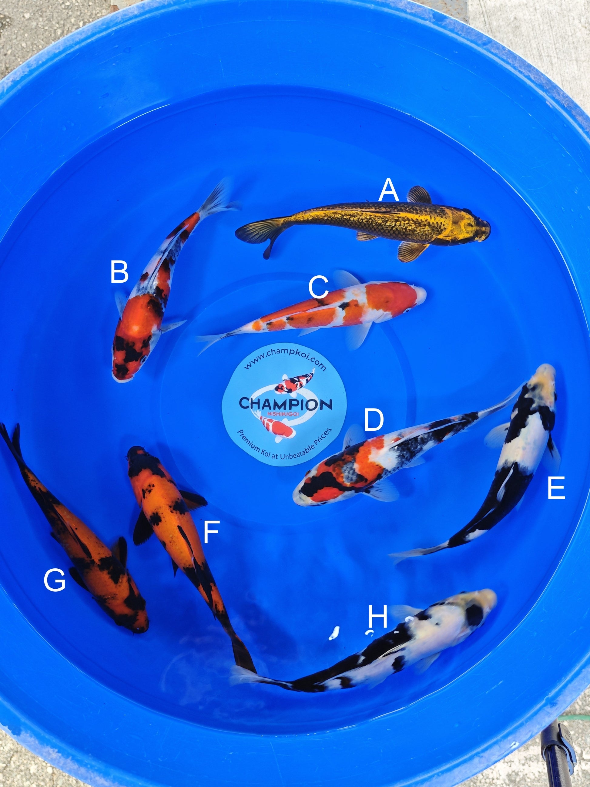 Ogata Ginrin Sumi Buki koi for sale — 22-25 cm at ChampKoi