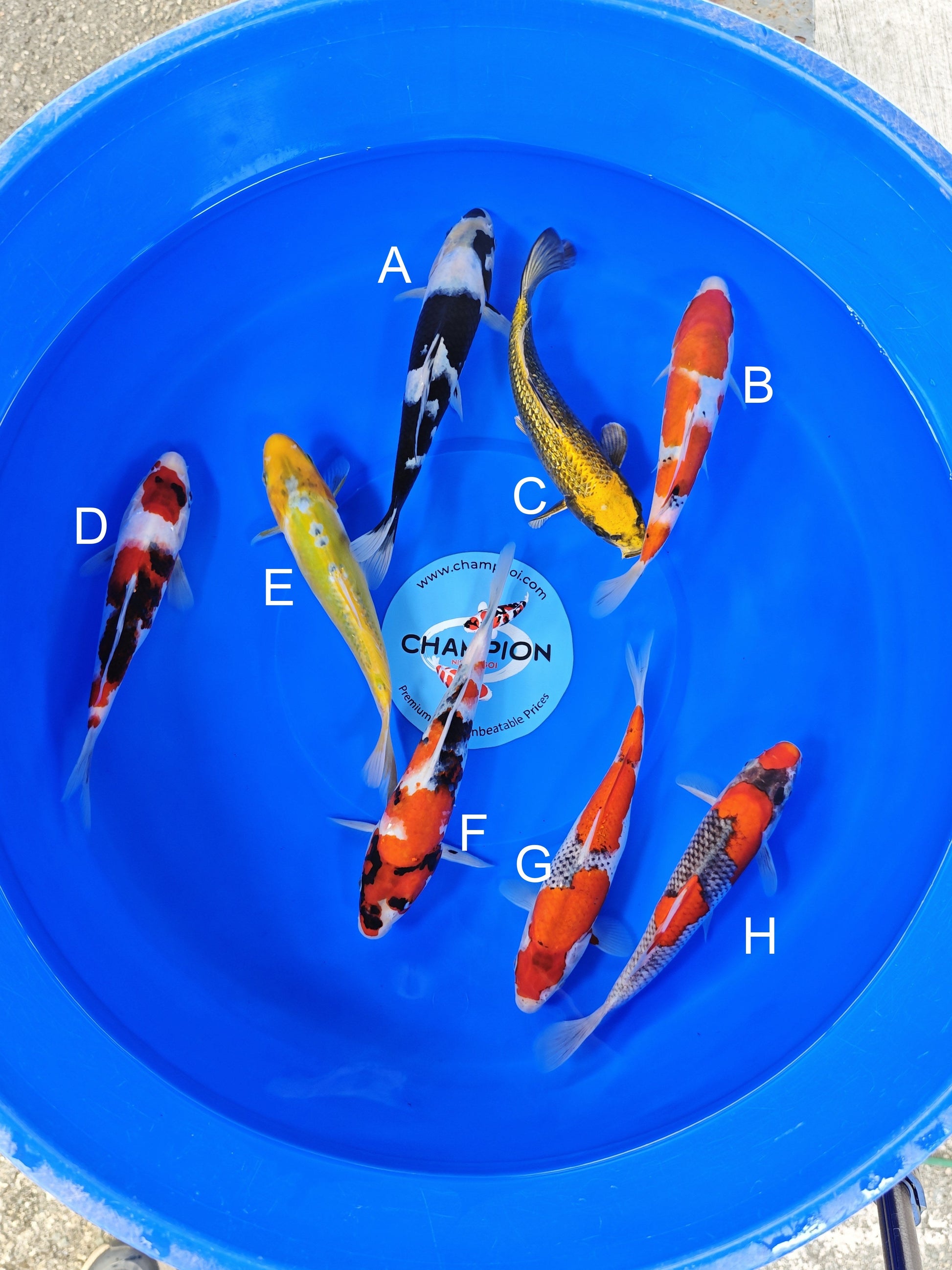 Ogata Shiro Utsuri koi for sale — 22-25 cm at ChampKoi