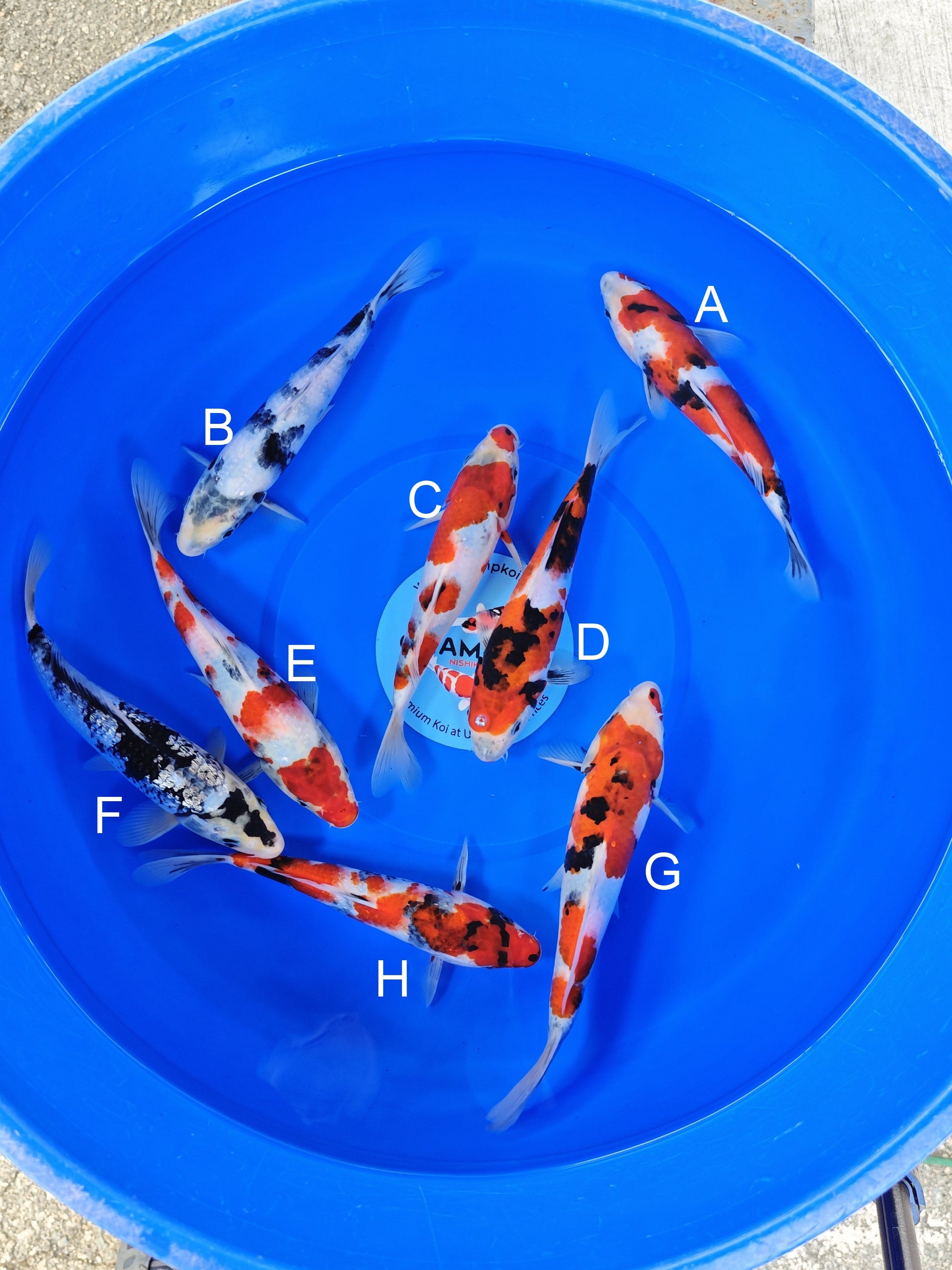 Ogata Showa koi for sale — 22-25 cm at ChampKoi