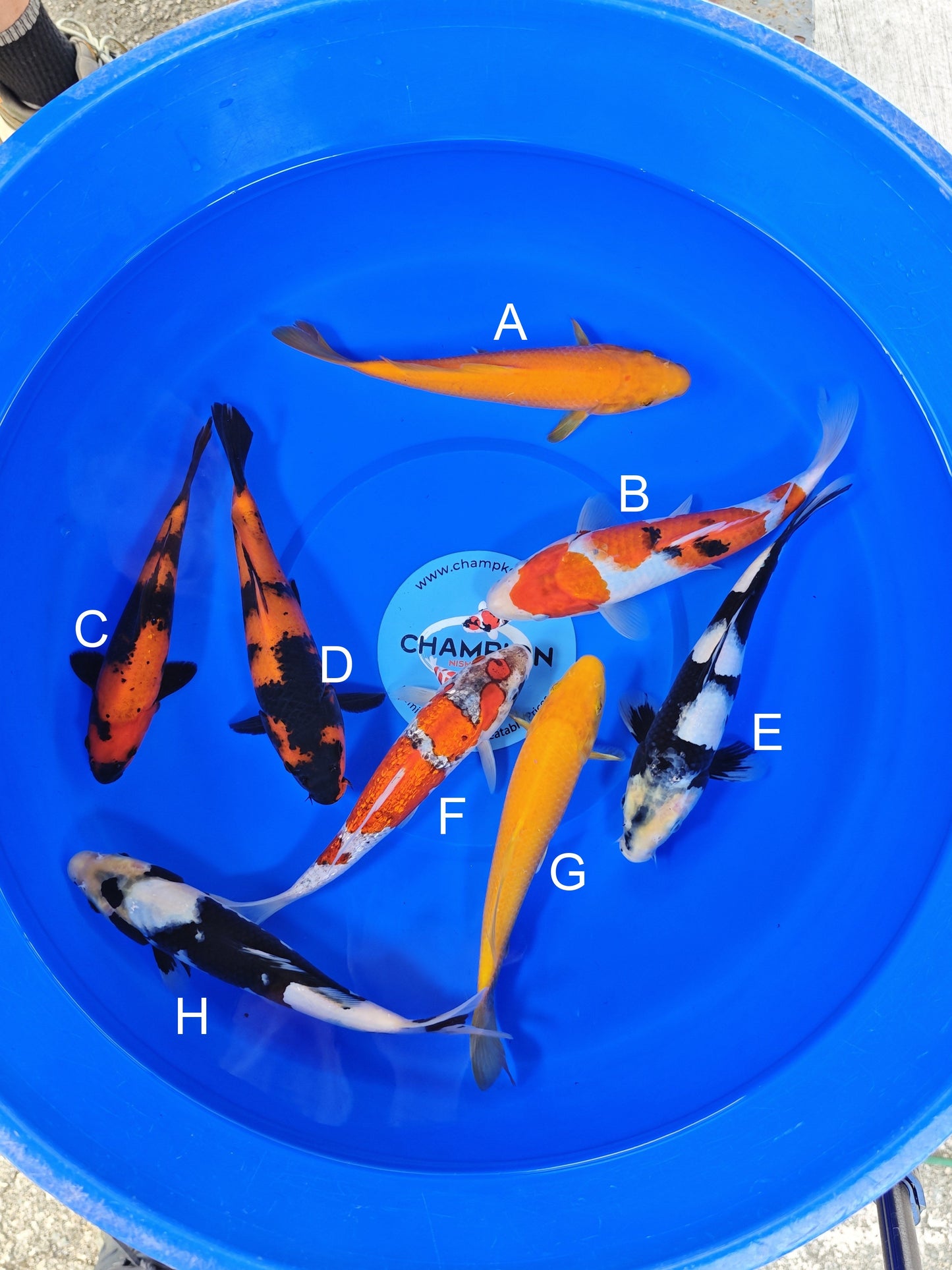 Ogata Karashigoi koi for sale — 22-25 cm at ChampKoi